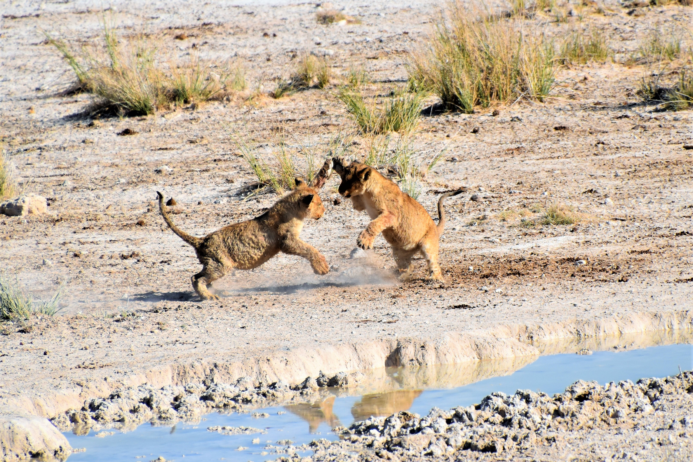 etosha national park (2).webp